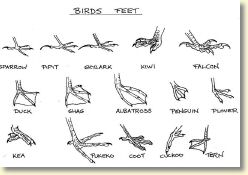 birds feet.jpg